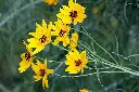 Helianthus ou Soleil vivace 