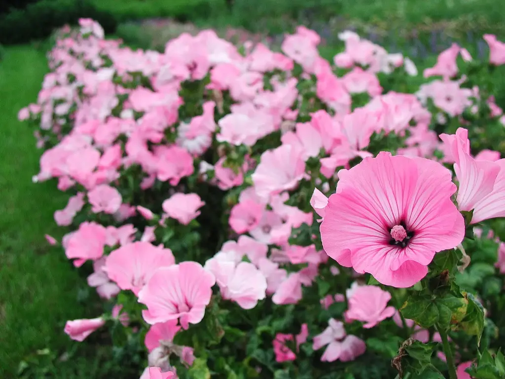 Lavatère à grande fleur 