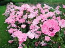 Lavatère à grande fleur 
