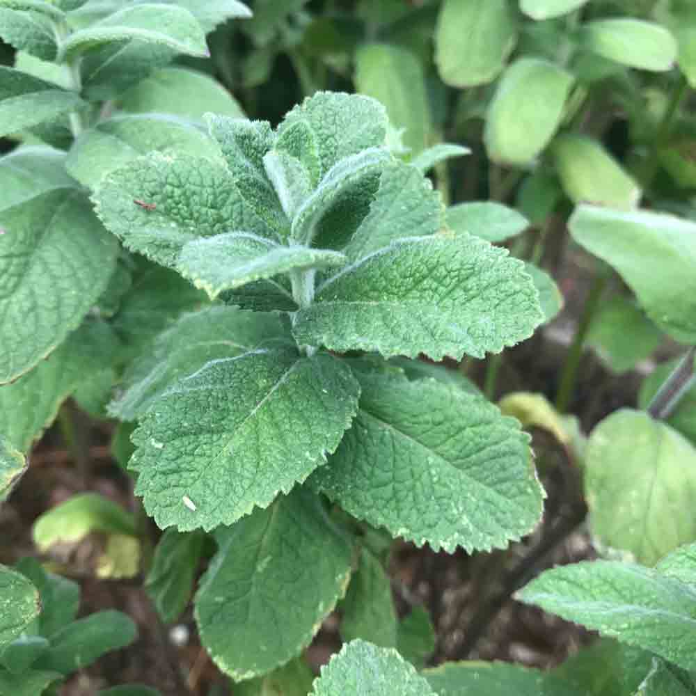 Menthe à feuilles rondes