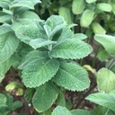 Menthe à feuilles rondes