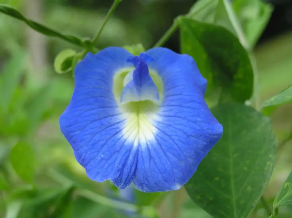 Pois bleu, fleur clitoris 