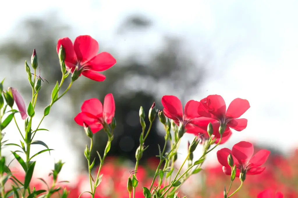 Lin à grandes fleurs rouge