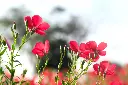 Lin à grandes fleurs rouge