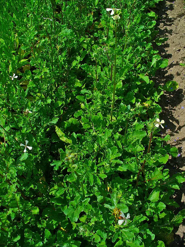 Roquette cultivée