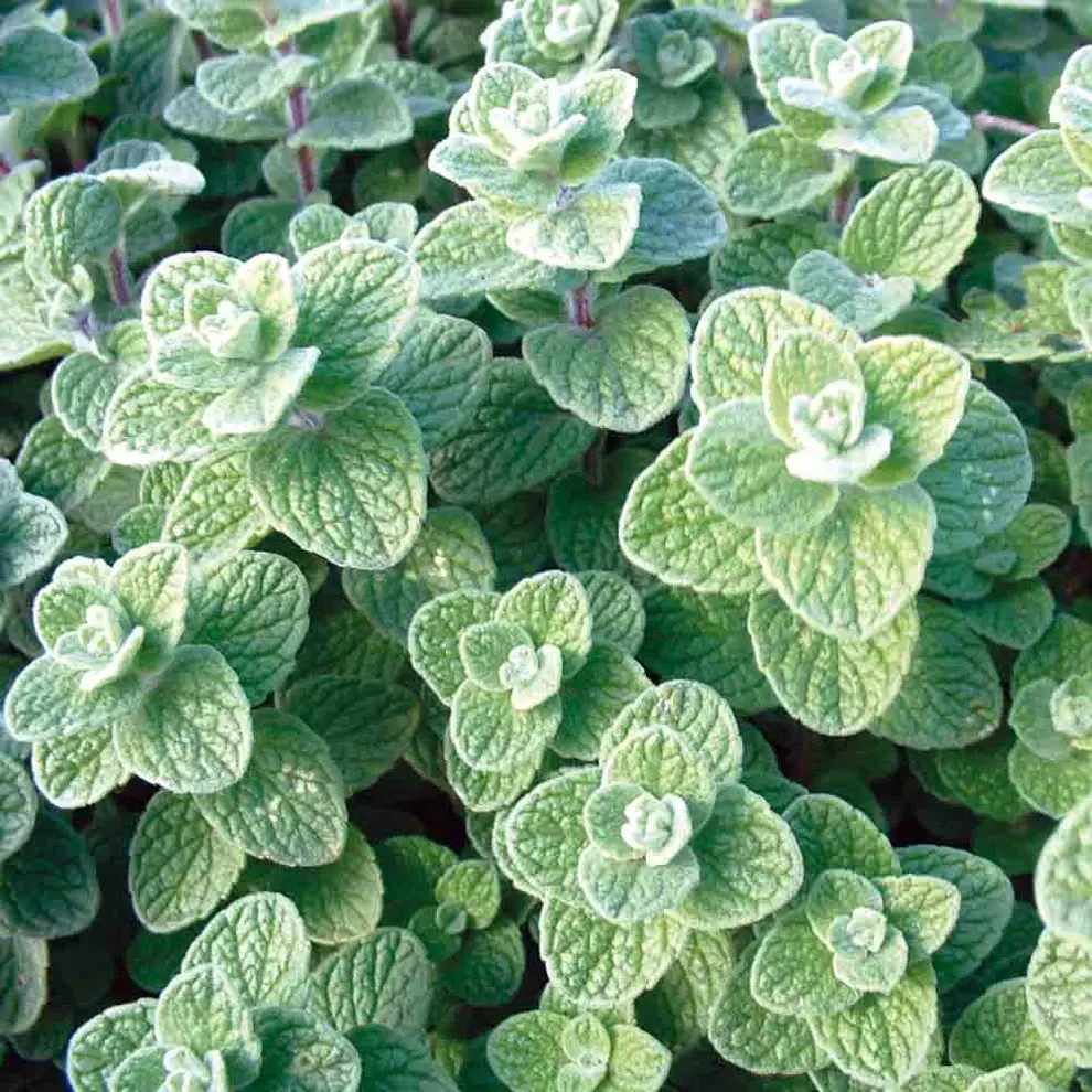 Origan libanais Zaatar