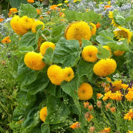 Tournesol nain ‘Teddy Bear’ 