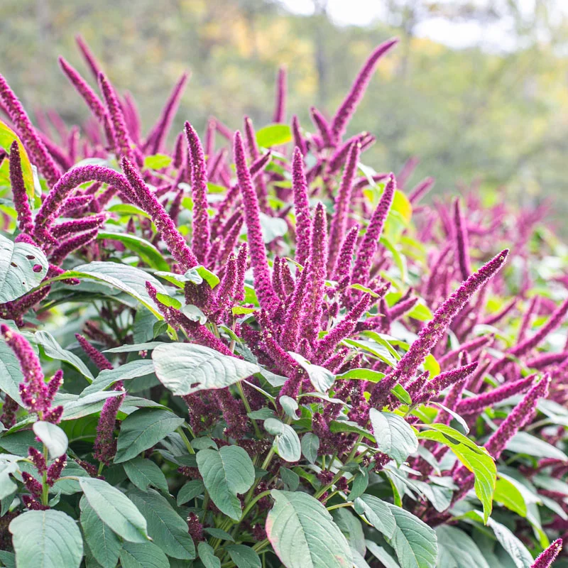 Amarante à grains ‘Guarijio’ 