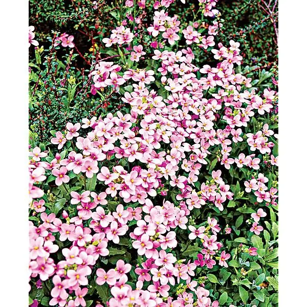 Arabette des Alpes, Corbeille d’argent 