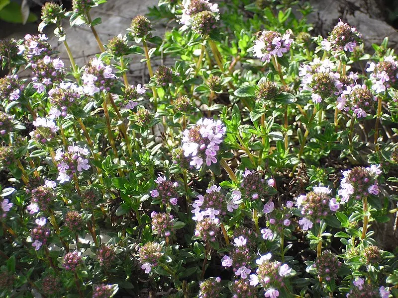 Sarriette des montagnes 