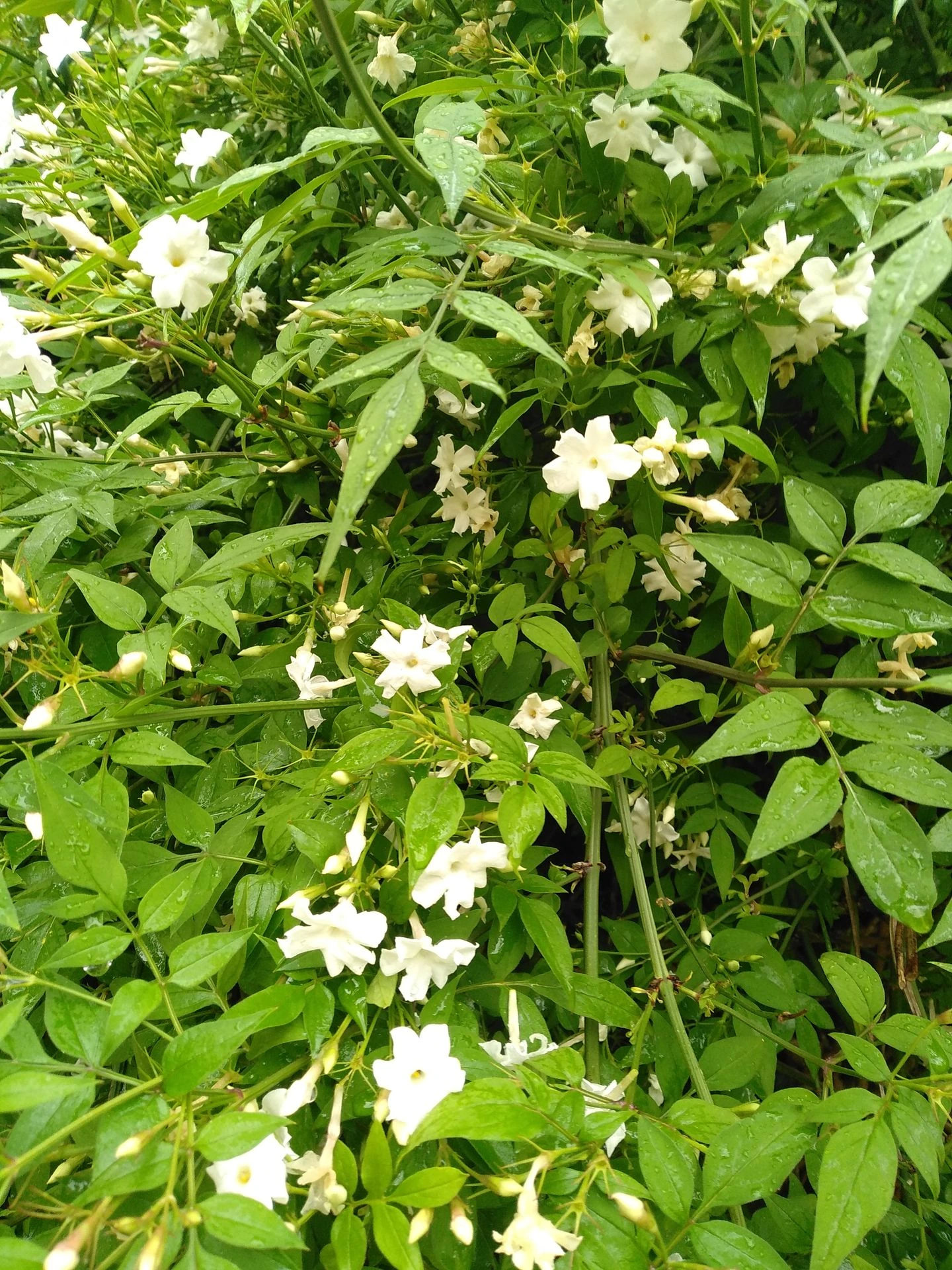 Jasmin blanc, Jasmin officinal