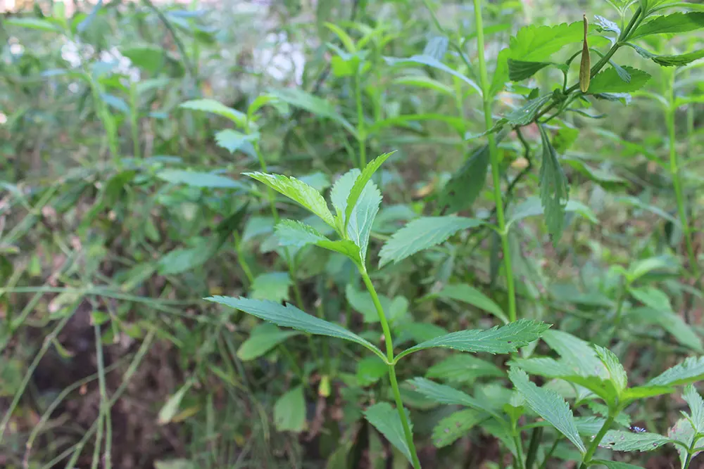 Verveine officinale