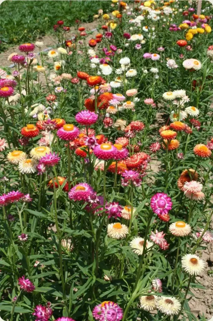 Immortelle à bractée