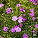 Œillet de Chine 'Siberian Blues'