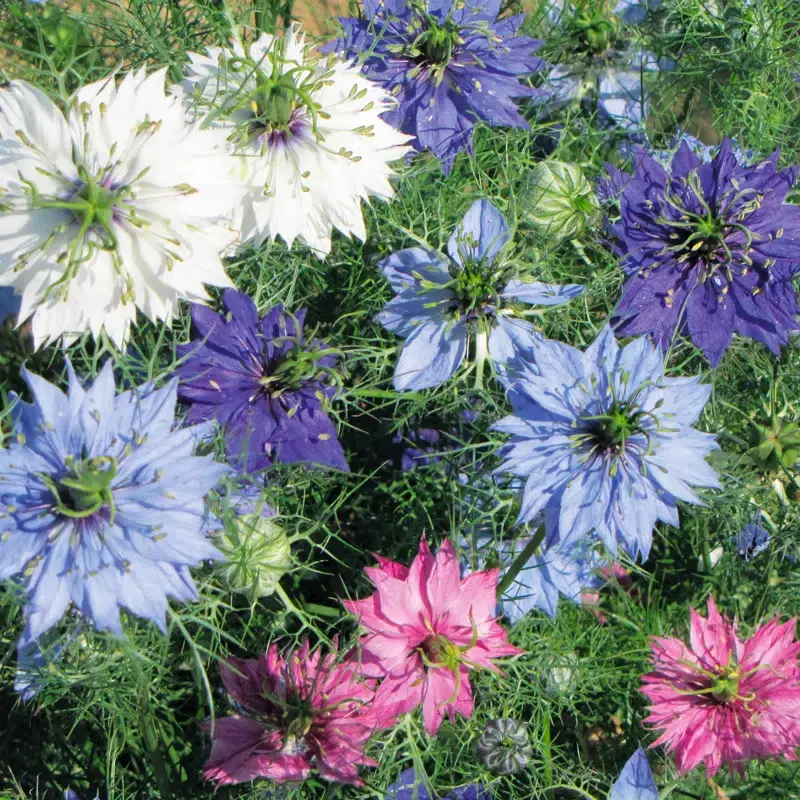 Nigelle de Damas couleurs variées