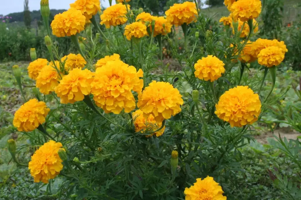 Tagète à grande fleur, Rose d'Inde