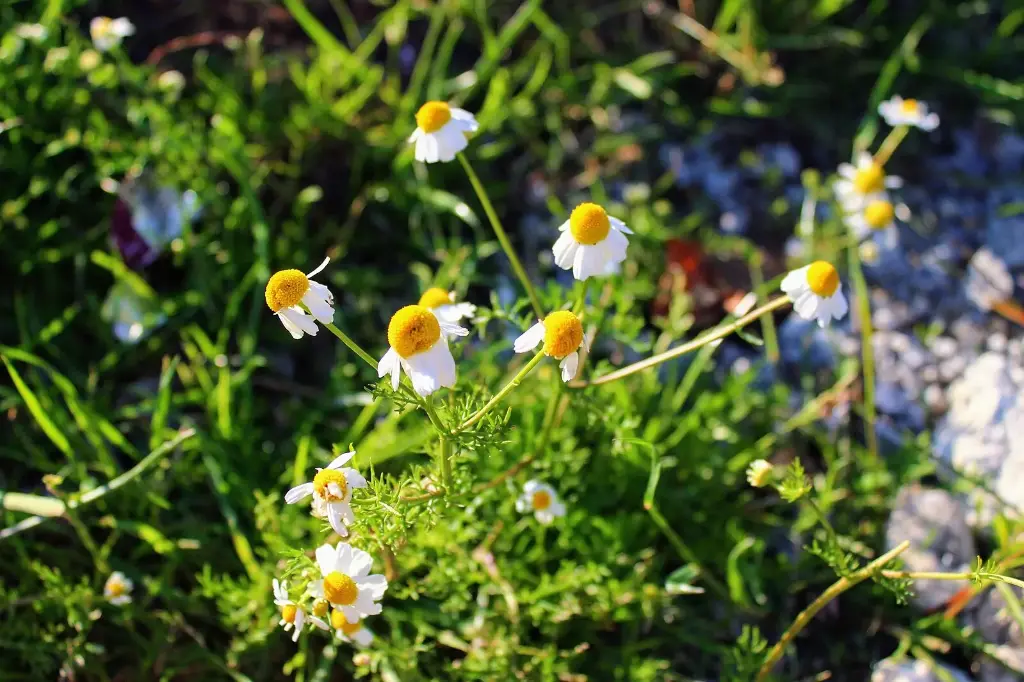 Camomille matricaire