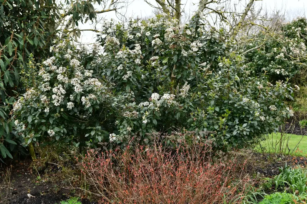 Laurier-tin, Viorne tin