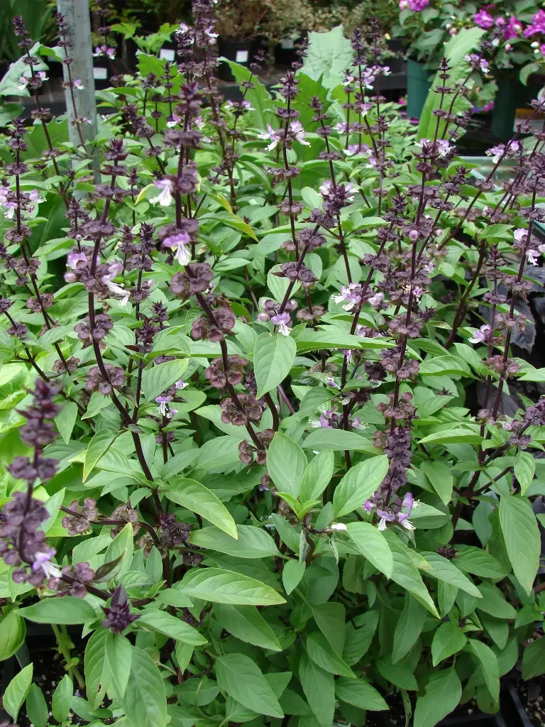 Basilic Thaï