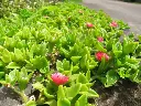 Aptenia