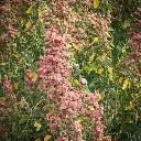 Quinoa