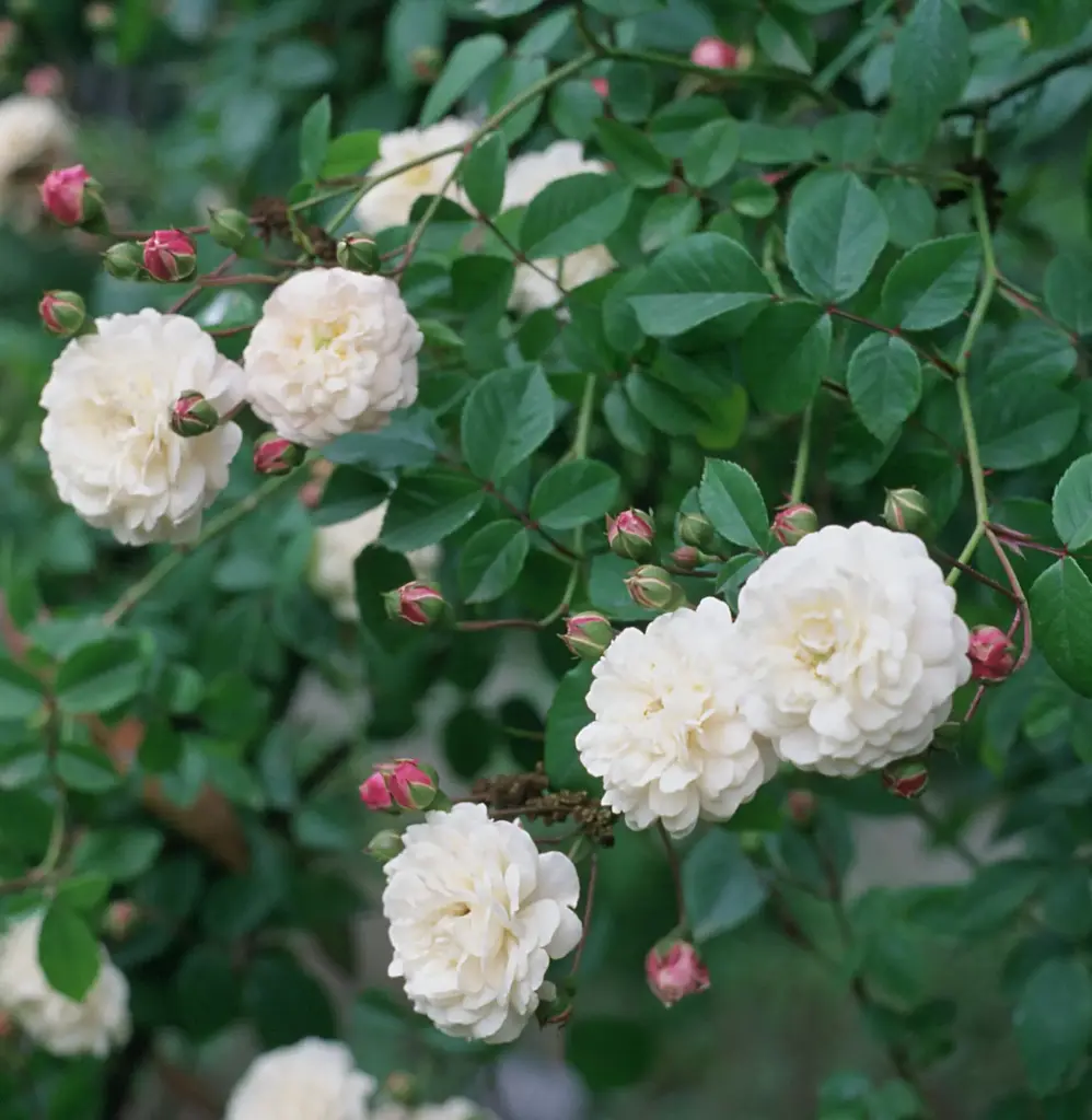 Rosier ‘Félicité et Perpétue’