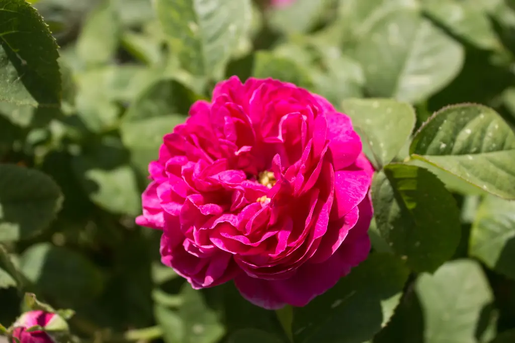 Rosier ‘Rose de Rescht’