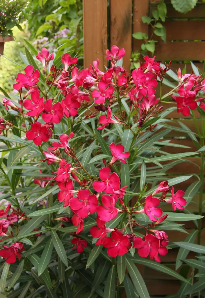 Laurier-rose rose