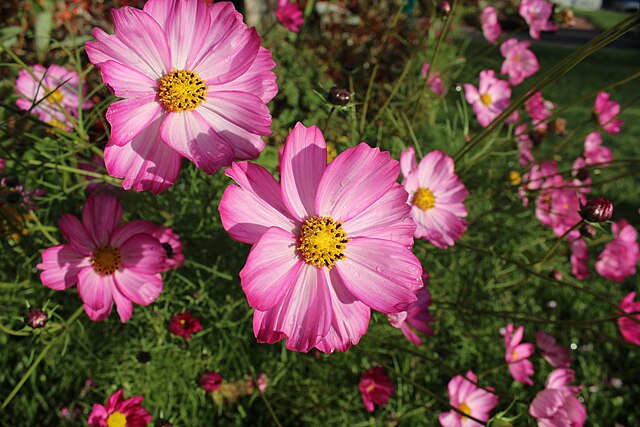 Cosmos (Pot)