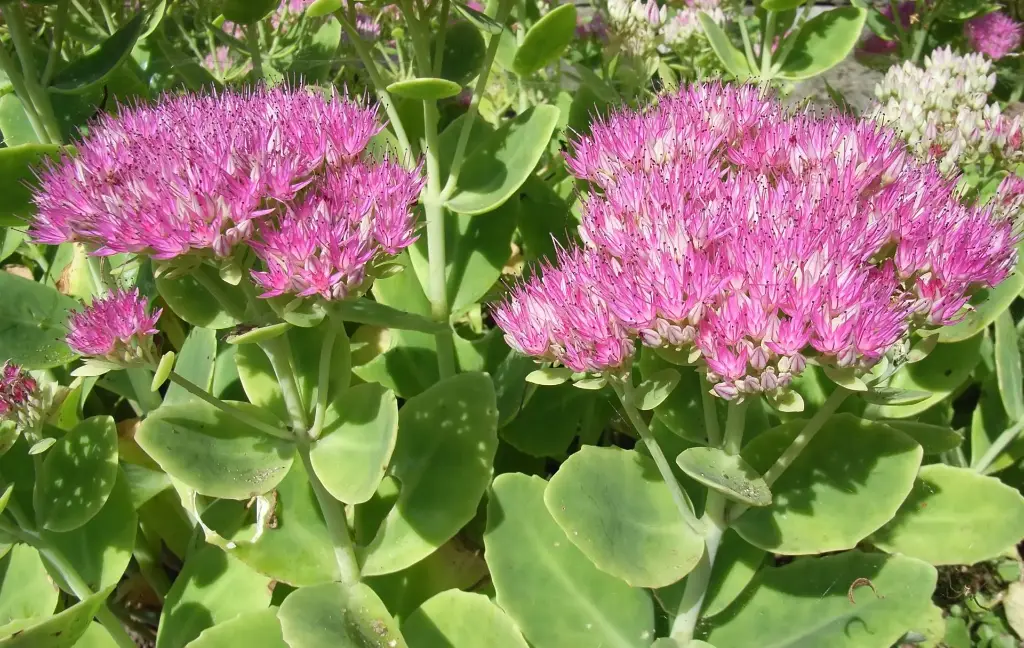 Sedum remarquable, Orpin d'automne