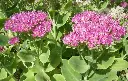 Sedum remarquable, Orpin d'automne