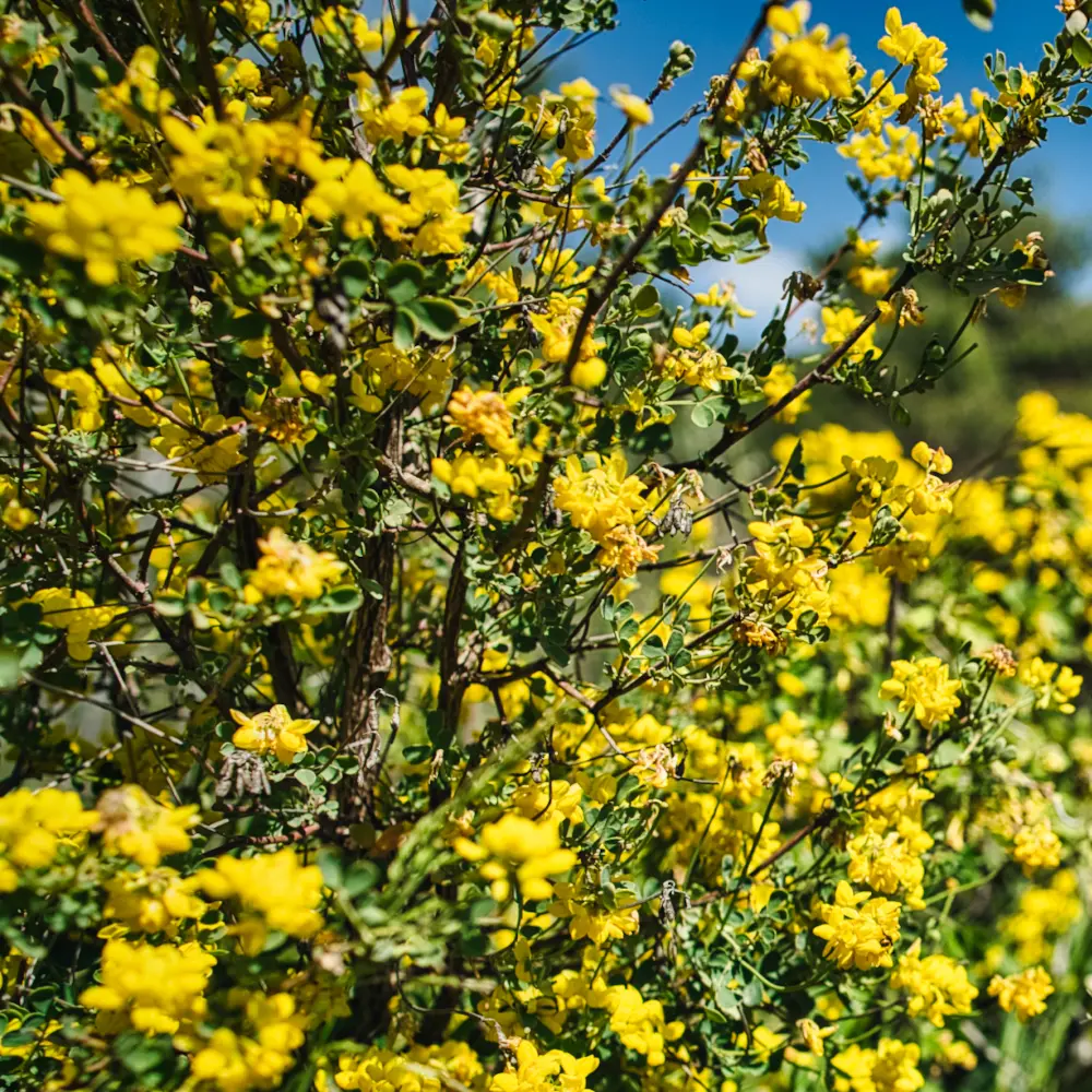Coronille des jardins