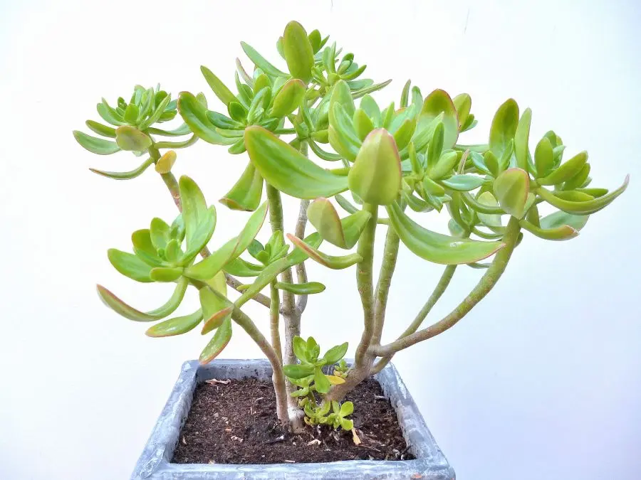Orpin arbustif