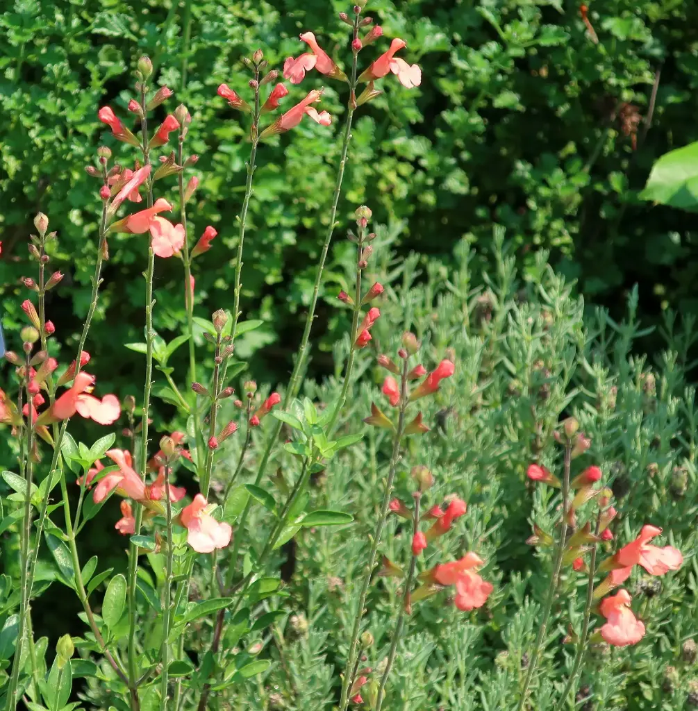 Sauge arbustive pêche
