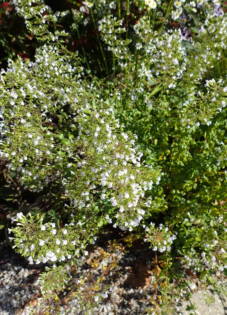 Calament nepeta