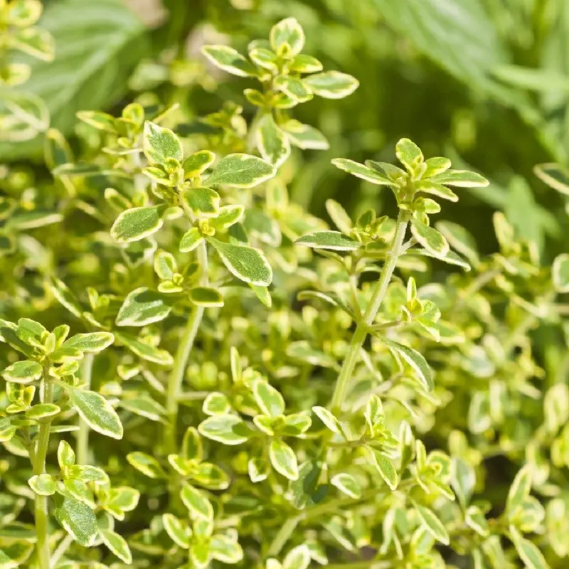 Thym citron panaché