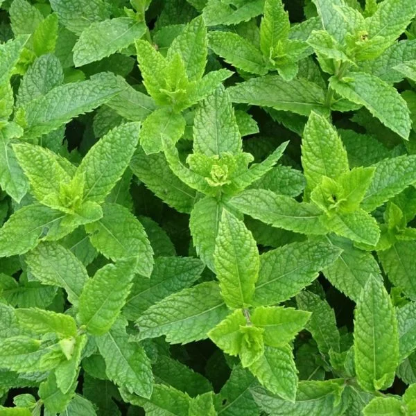 Menthe marocaine 'Nanah'