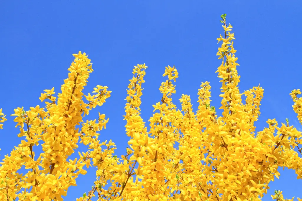 Forsythia, Mimosa de Paris
