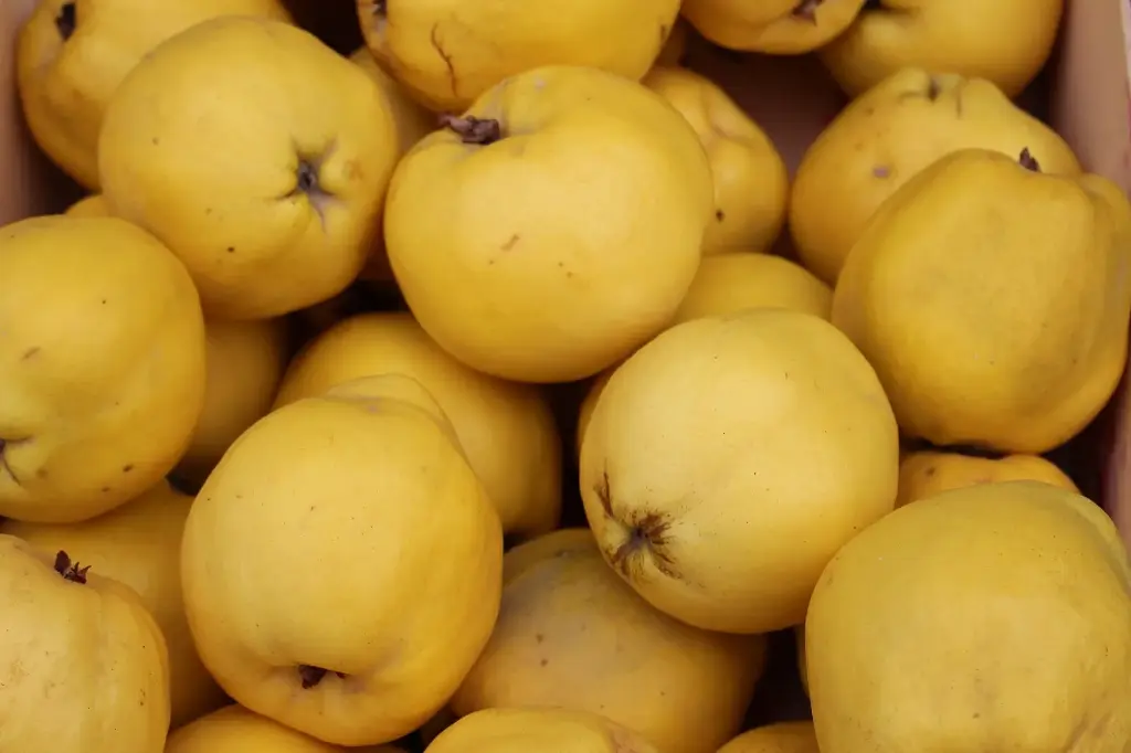 Gelée de coings