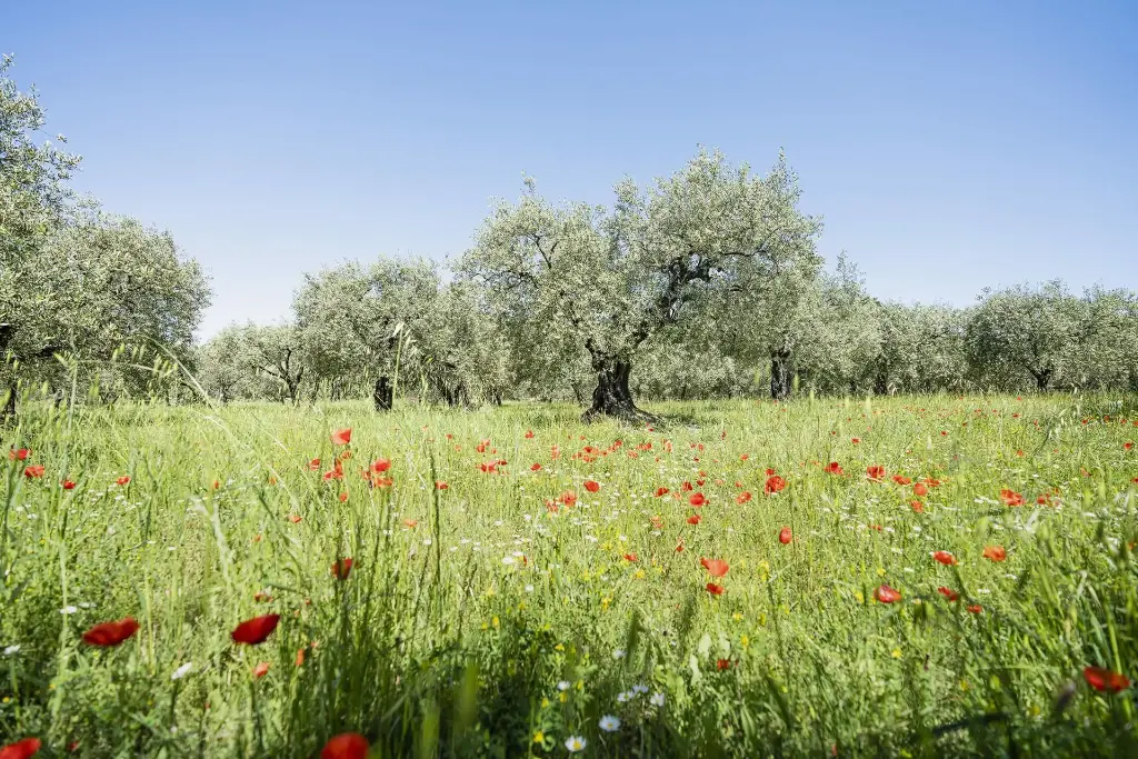 Olivier de Nyons, Tanche