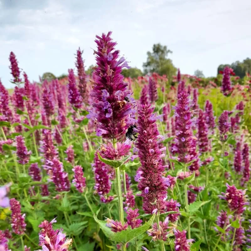 Agastache Globbetrotter