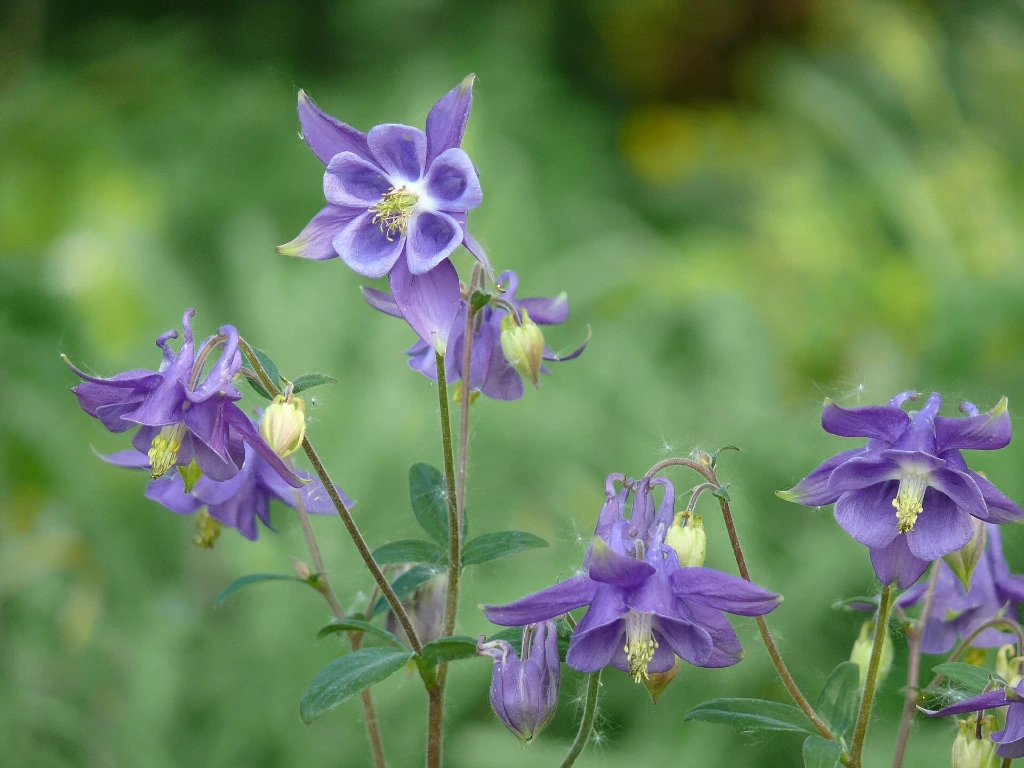 Ancolie des jardins