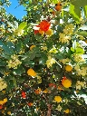 Arbousier, Arbre aux fraises