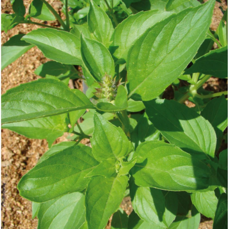 Basilic citronnelle