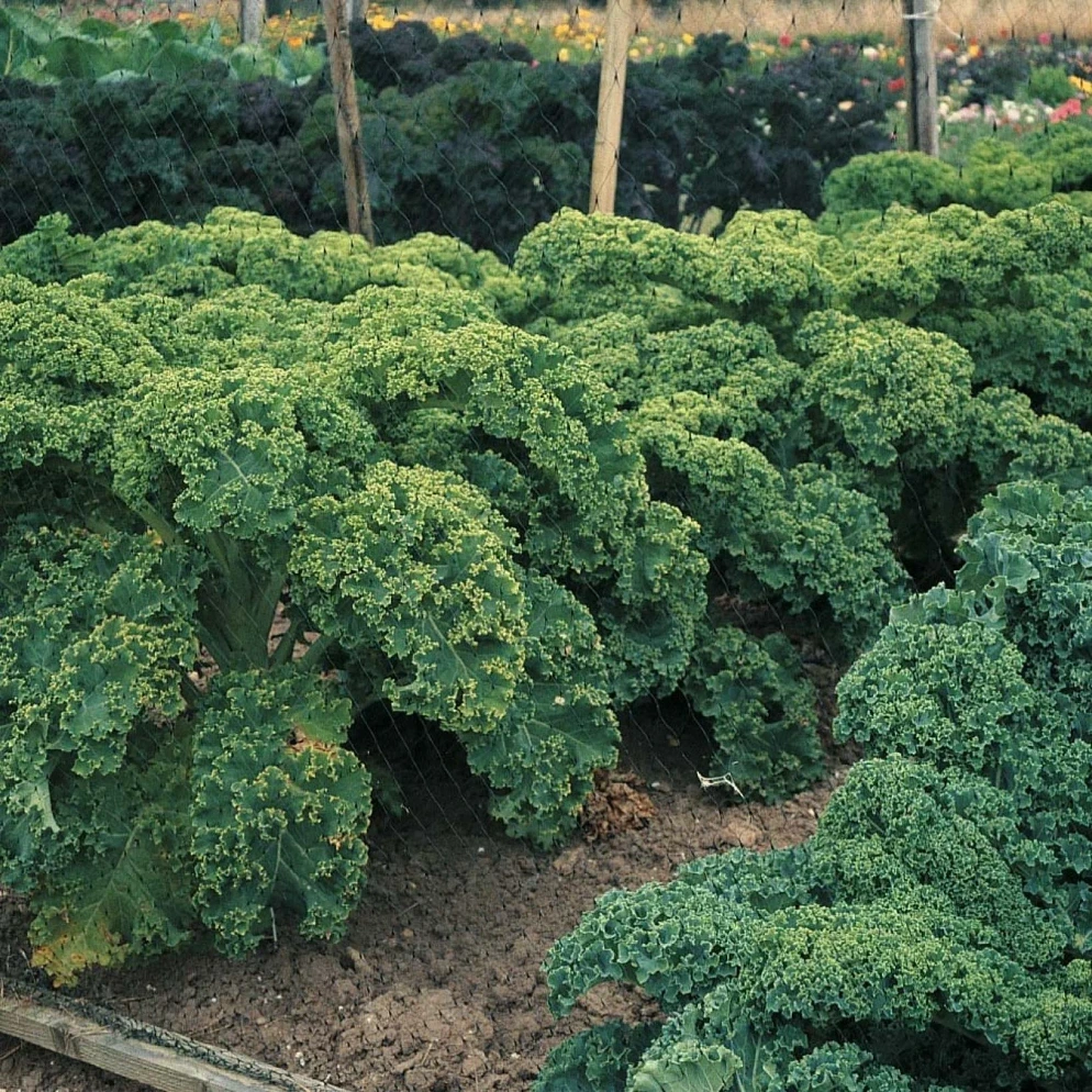 Chou Kale 'Dwarf Green Curled’
