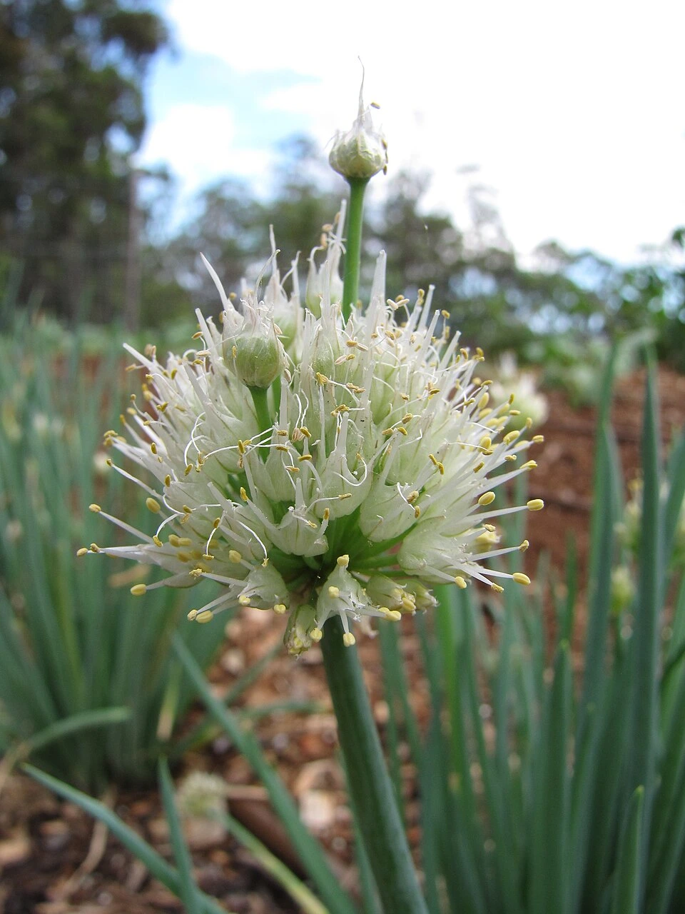 Ciboule du Japon