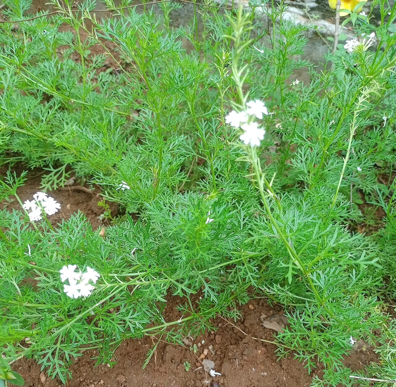 Coriandre cultivée