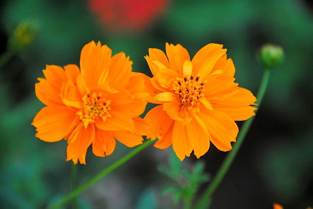 Cosmos sulfureux