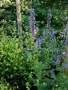Agastache fenouil