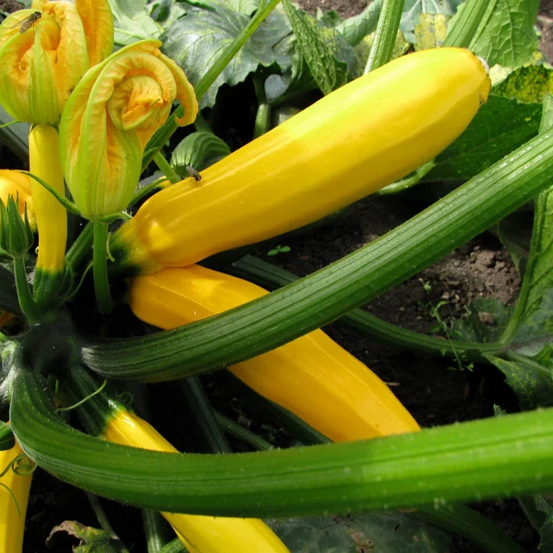 Courgette jaune ‘Rheinau Gold’